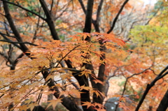 山田池公園