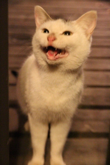 星の降る森の猫