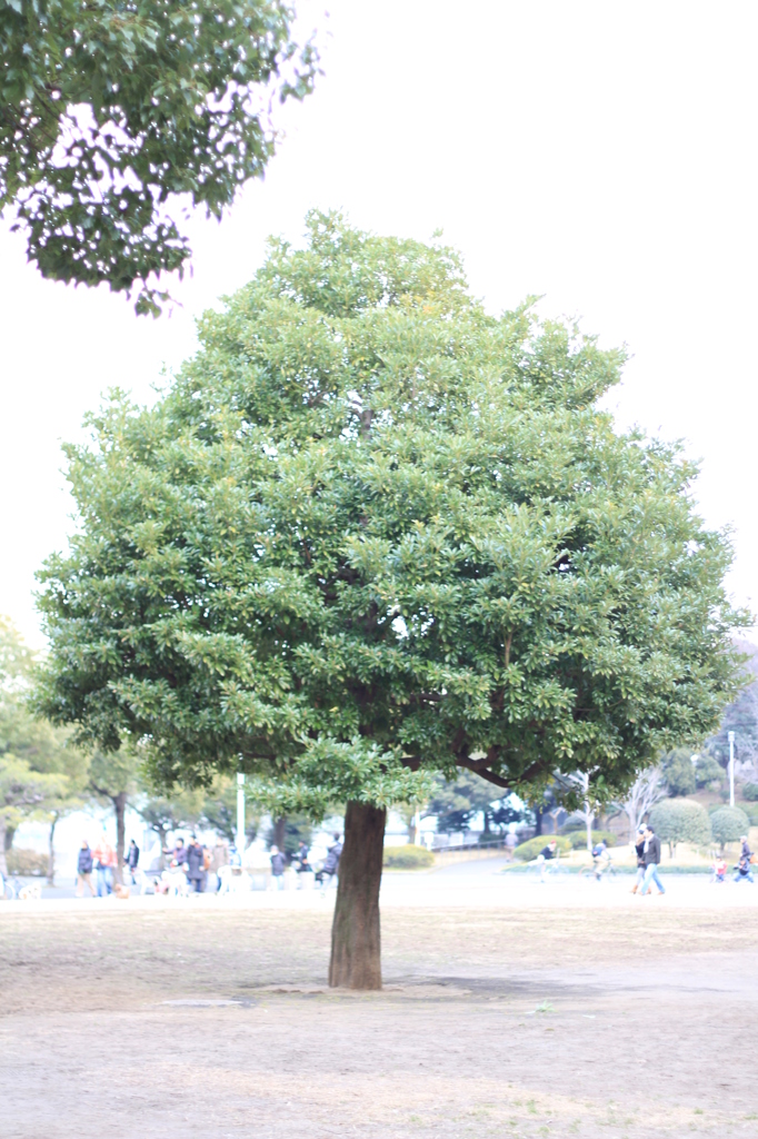 山下公園の木