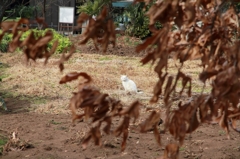 世田谷ねこ