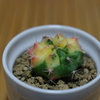 IMGP7337