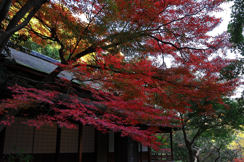 三渓園の紅葉　其の壱