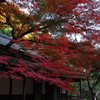 三渓園の紅葉　其の壱