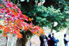 三渓園の紅葉　其の参