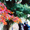 三渓園の紅葉　其の参