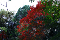 三渓園の紅葉　其の弐