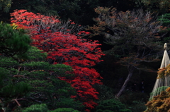 六義園の紅葉