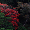六義園の紅葉