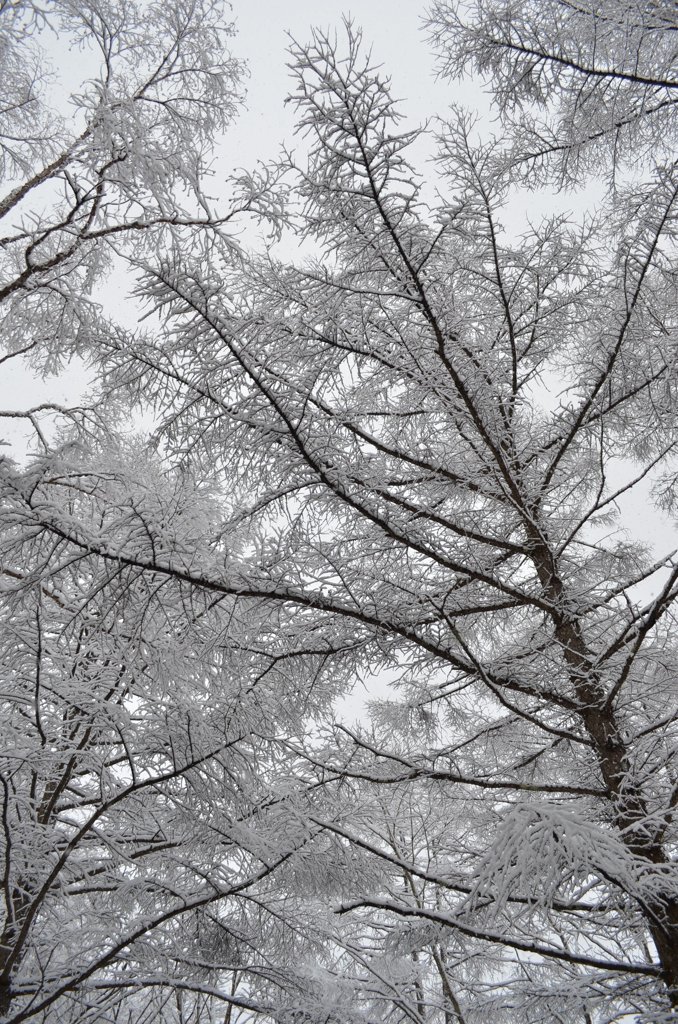 雪