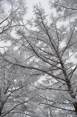雪