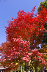 紅葉。まっかっか。