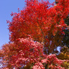 紅葉。まっかっか。