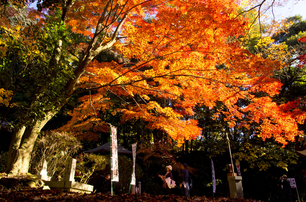 紅葉～。いこうよう～。