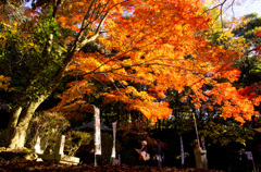 紅葉～。いこうよう～。