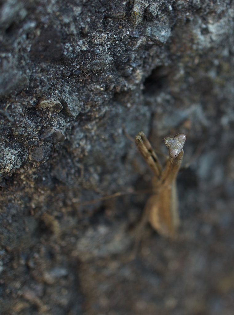 コカマキリ