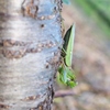 桜の木のカマキリ