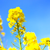菜の花の丘