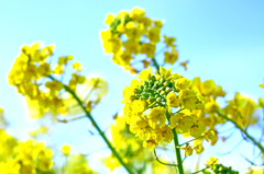 菜の花の丘