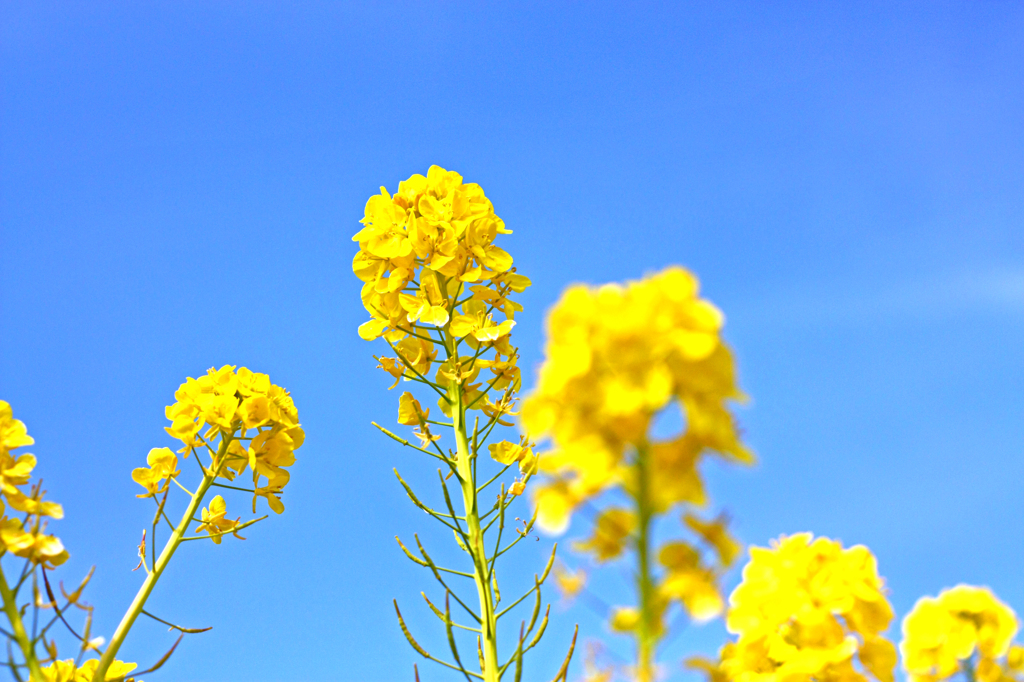 菜の花の丘