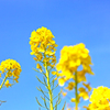 菜の花の丘