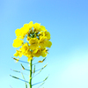 菜の花の丘