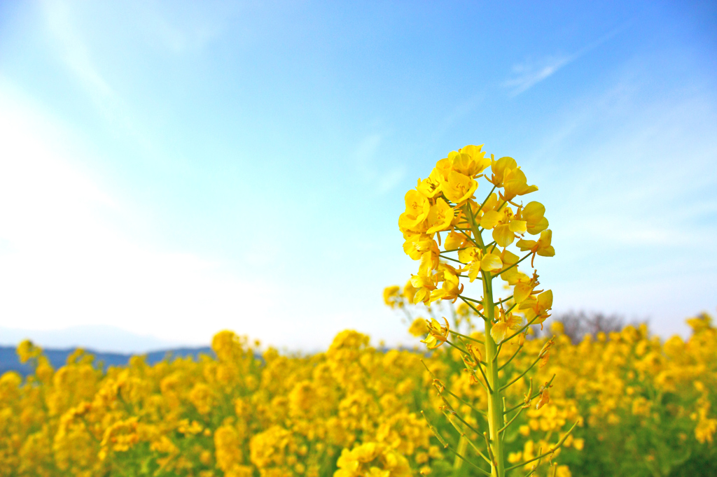 菜の花の丘