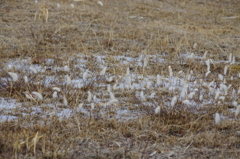 霜野猫じゃらし