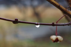 雫Ⅲ