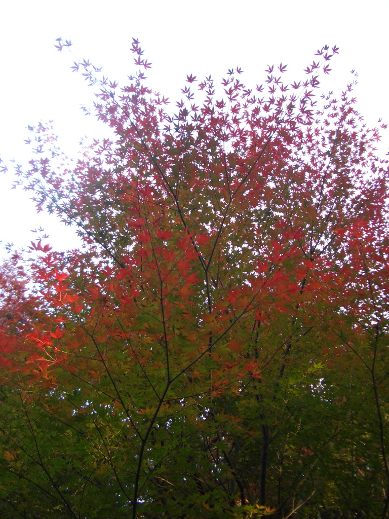 紅葉
