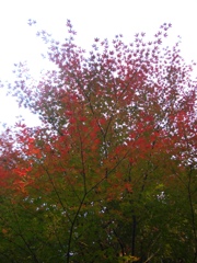 紅葉