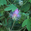 花火花