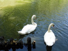 swan