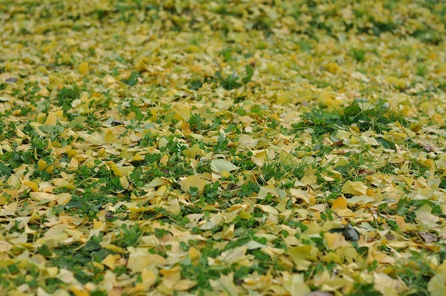 carpet