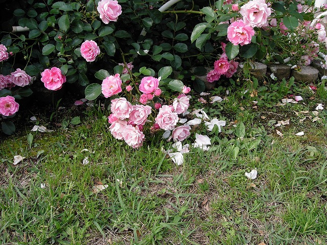 flower garden