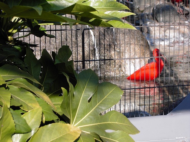 bird