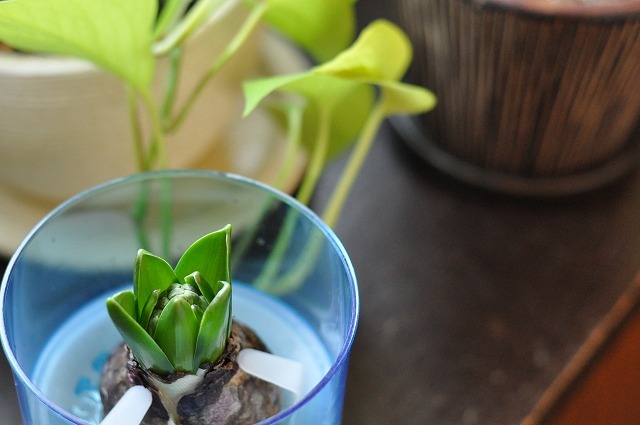 Hyacinth