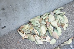 autumn leaves