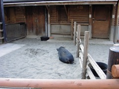siesta