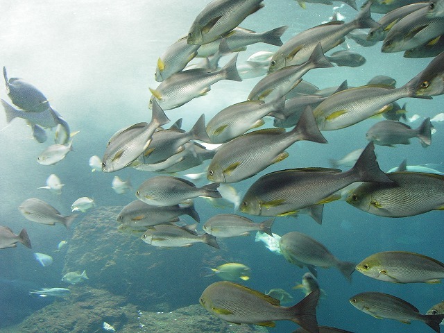 aquarium