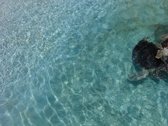 sea turtle