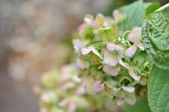 dry flower
