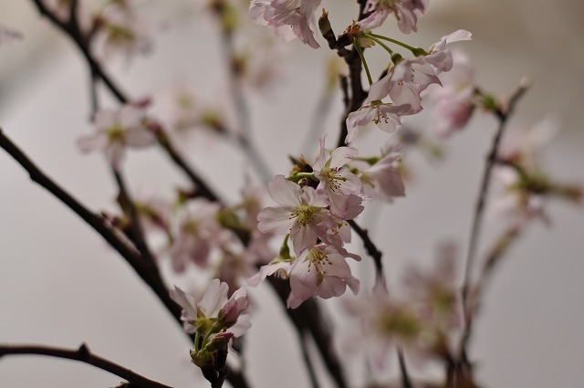 cherry blossom
