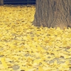 黄色い落葉