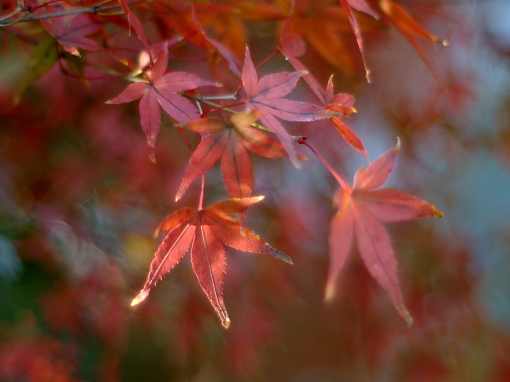 紅い葉