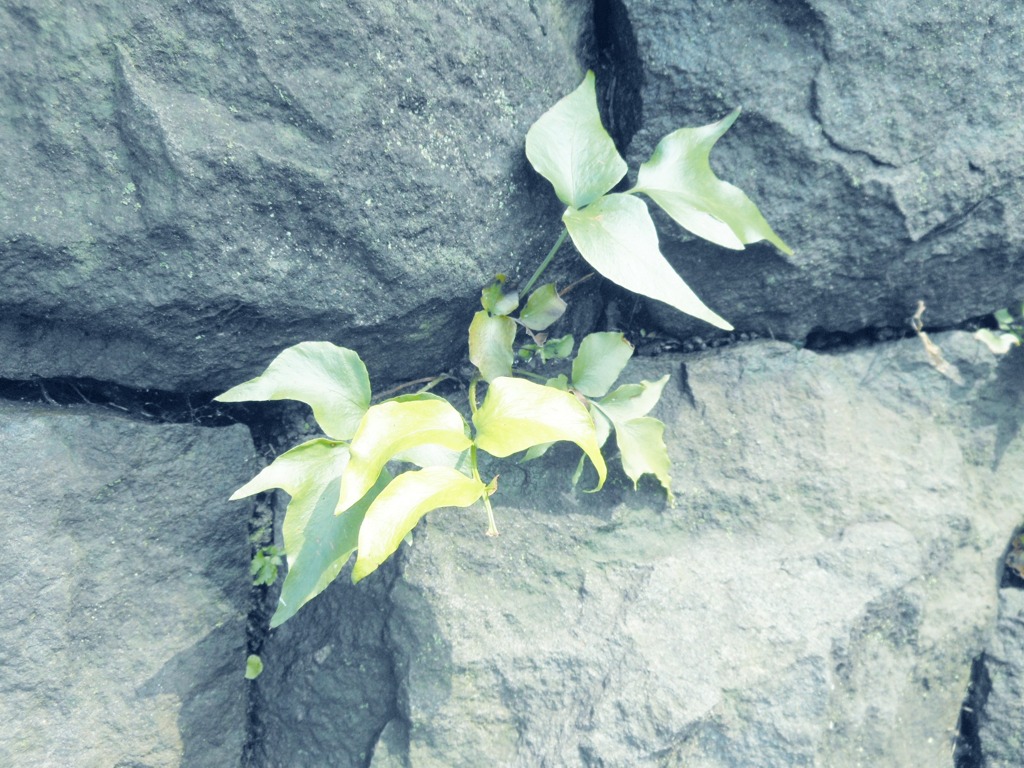 草