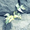 草