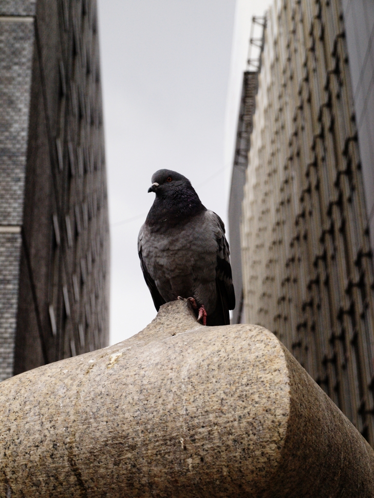 鳩、一羽