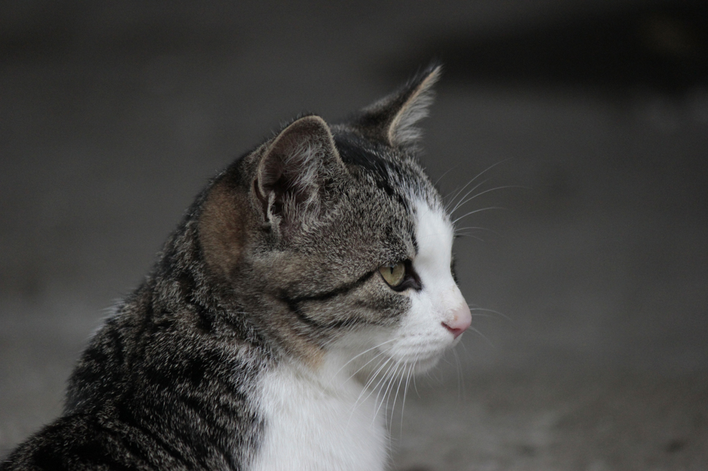 子猫