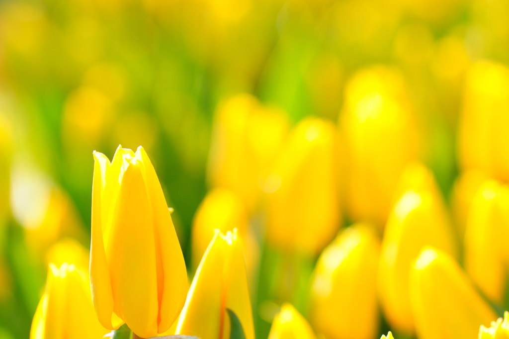 イエローフライト