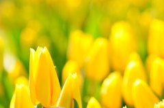 イエローフライト